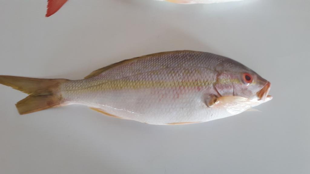 Yellowtail